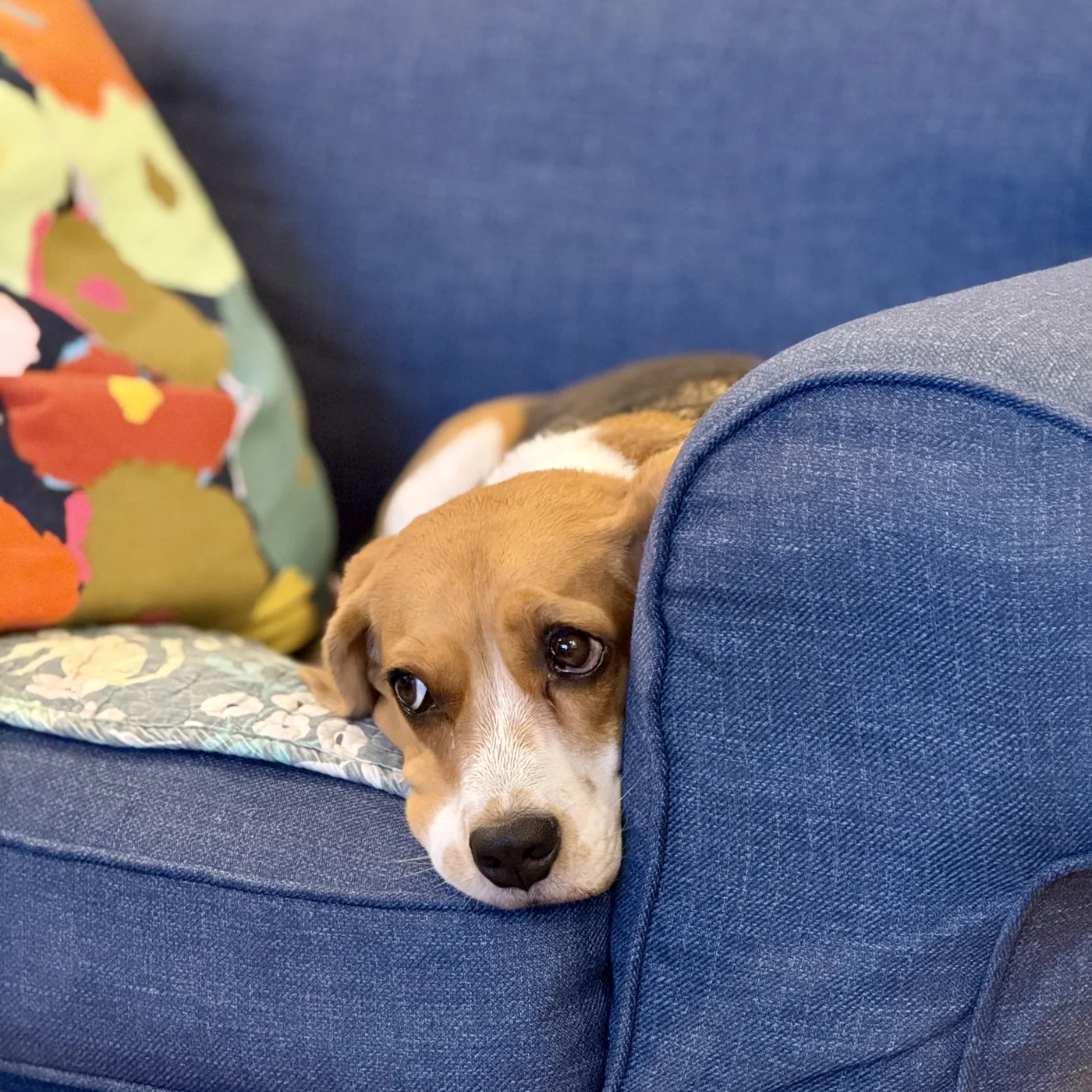 Dog Home Boarding vs Kennels: Which Is Right for Your Dog?