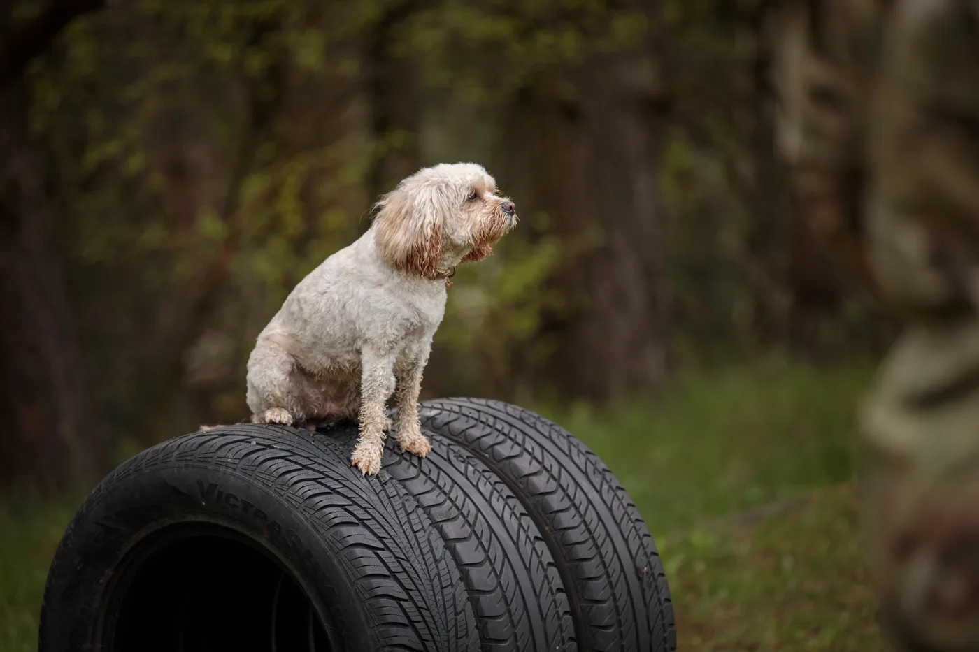 Dog Behaviourist Cost UK: £150 to £300 for a First Visit