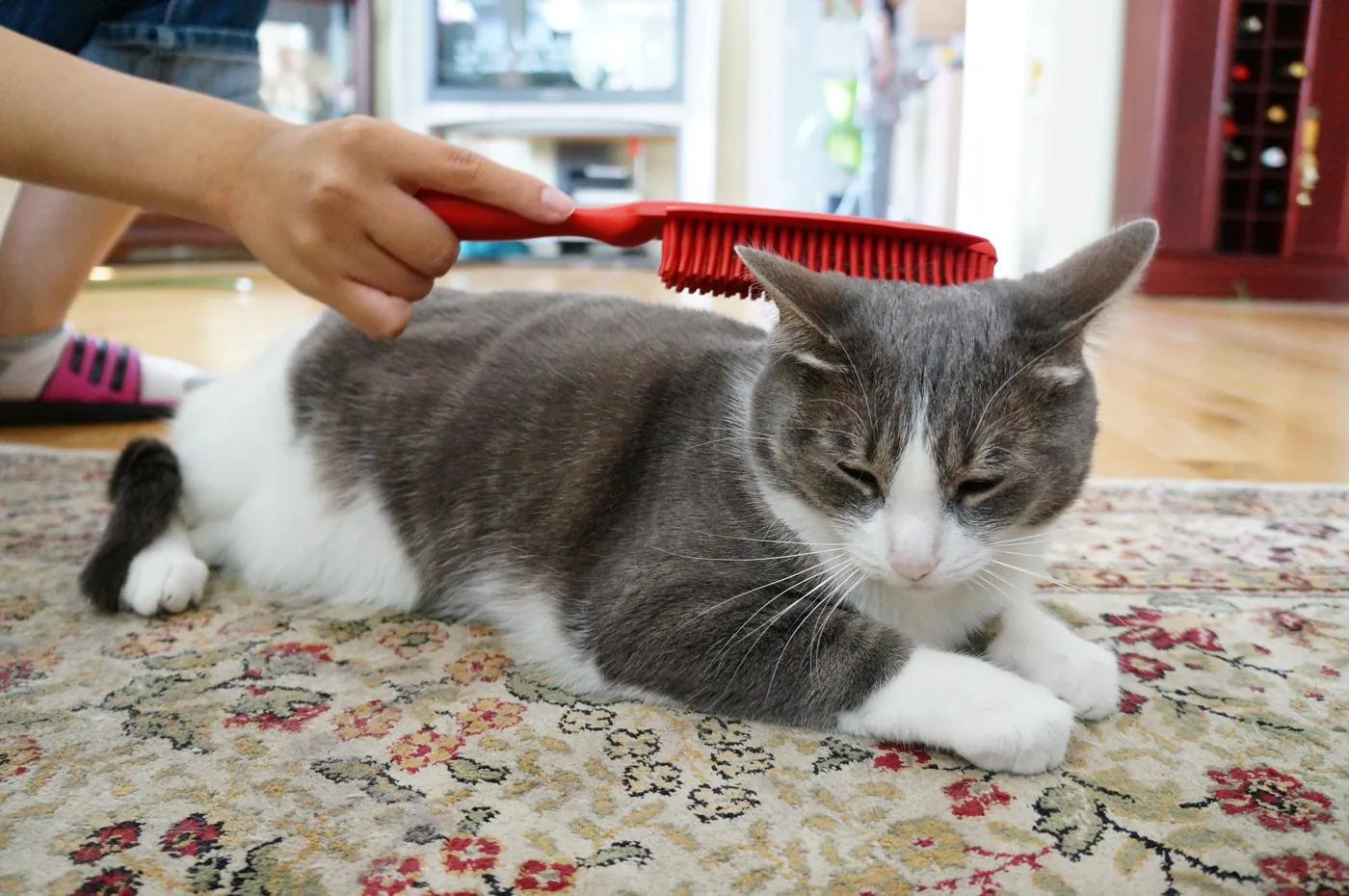 How Much Does Cat Grooming Cost in the UK?