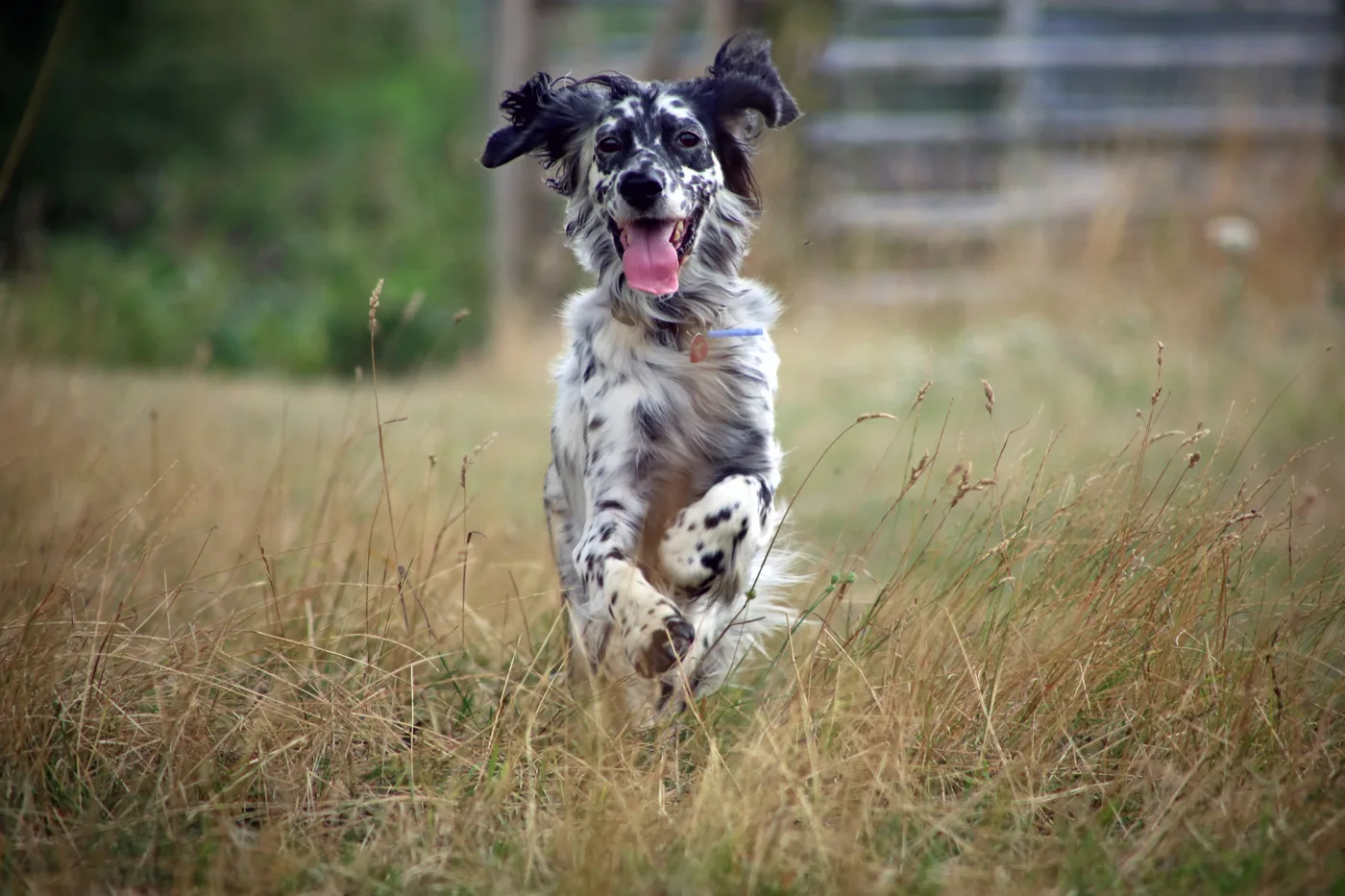 How Often Should I Walk My Dog? Once a Day Is the Floor