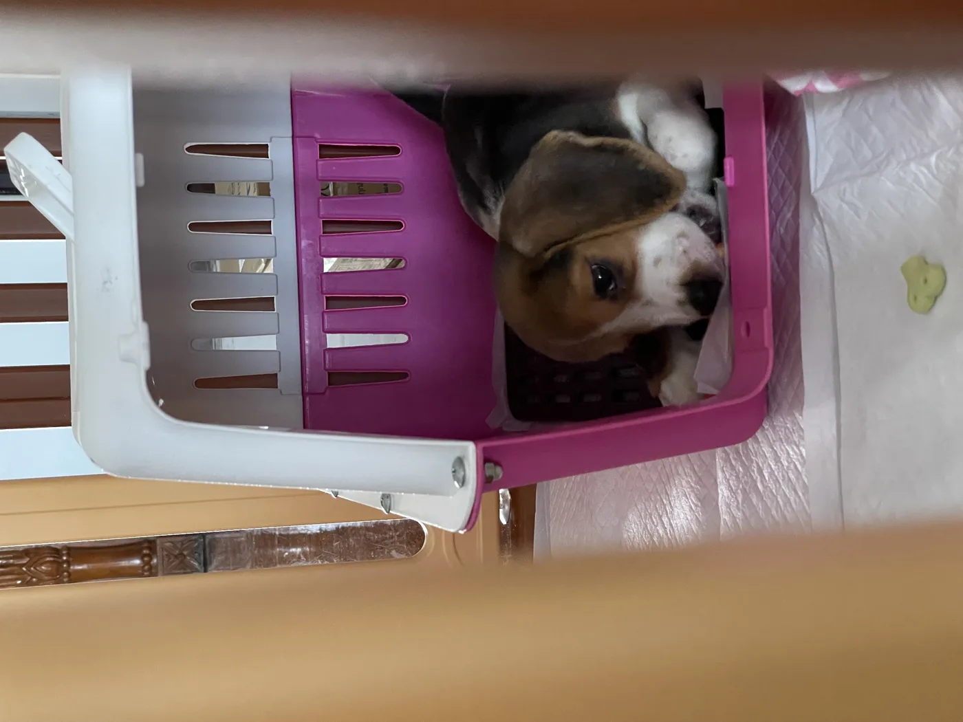 How to Crate Train a Puppy Without the First Night Crying