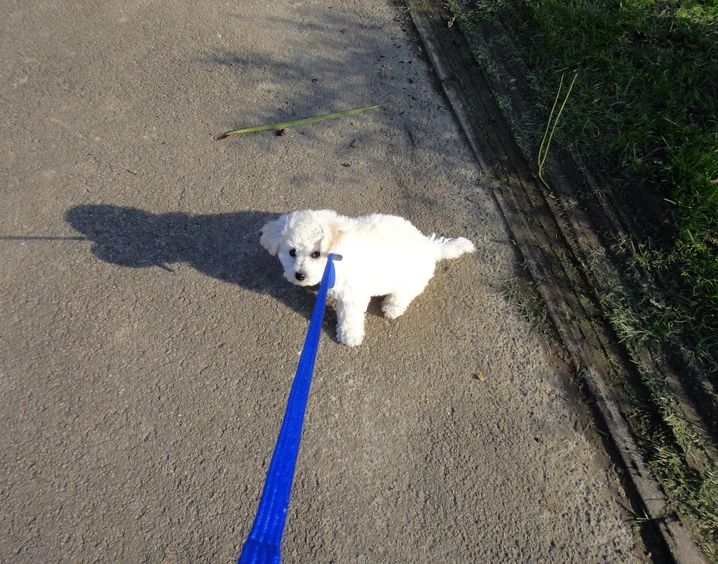 UK Pet News, August 2026: Chip Fail, Vet Bills