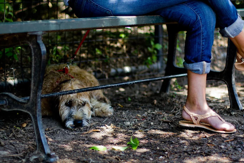 Pet News: Skip the Walk in 37C Heat, August 2026