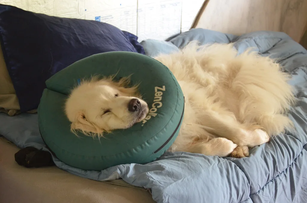 Pet News: Vet Price Lists Move a Step Closer