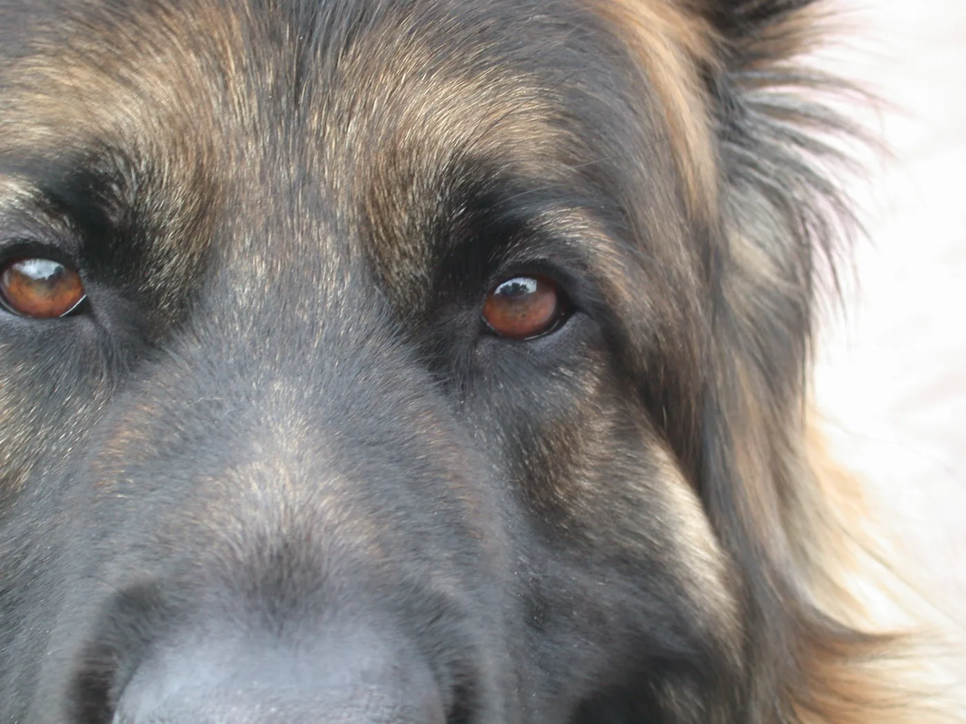 Years Dog Food Recall: 192 Eye Reports, What to Do