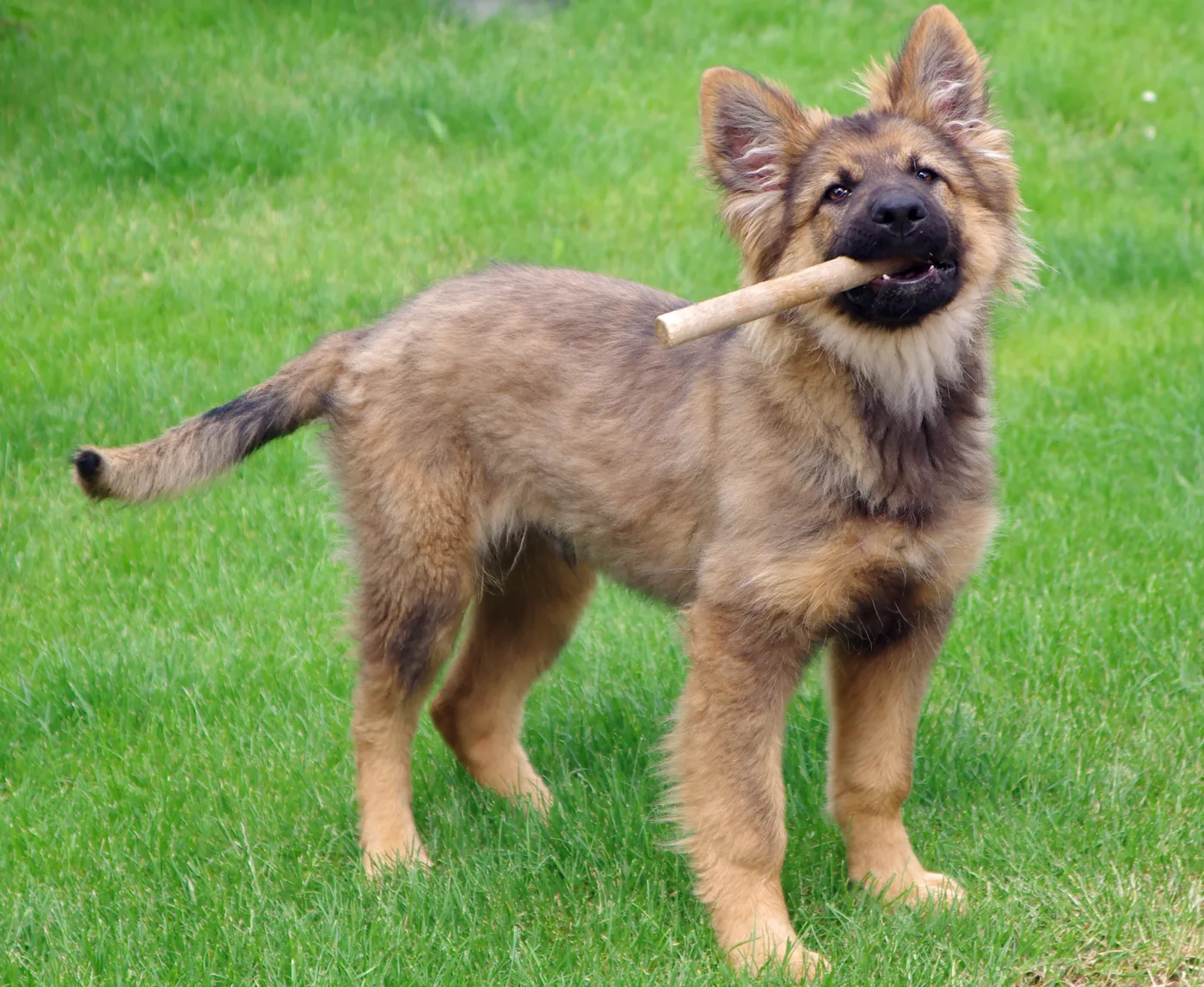Puppy Toilet Training: A Step-by-Step Guide That Works
