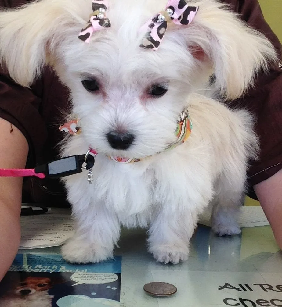 Questions to Ask a Dog Groomer Before You Book