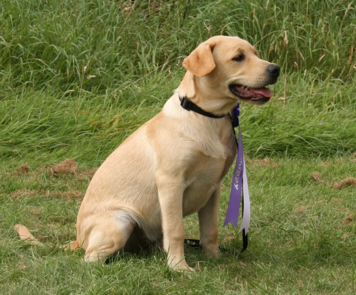 Questions to Ask a Dog Trainer Before You Sign Up