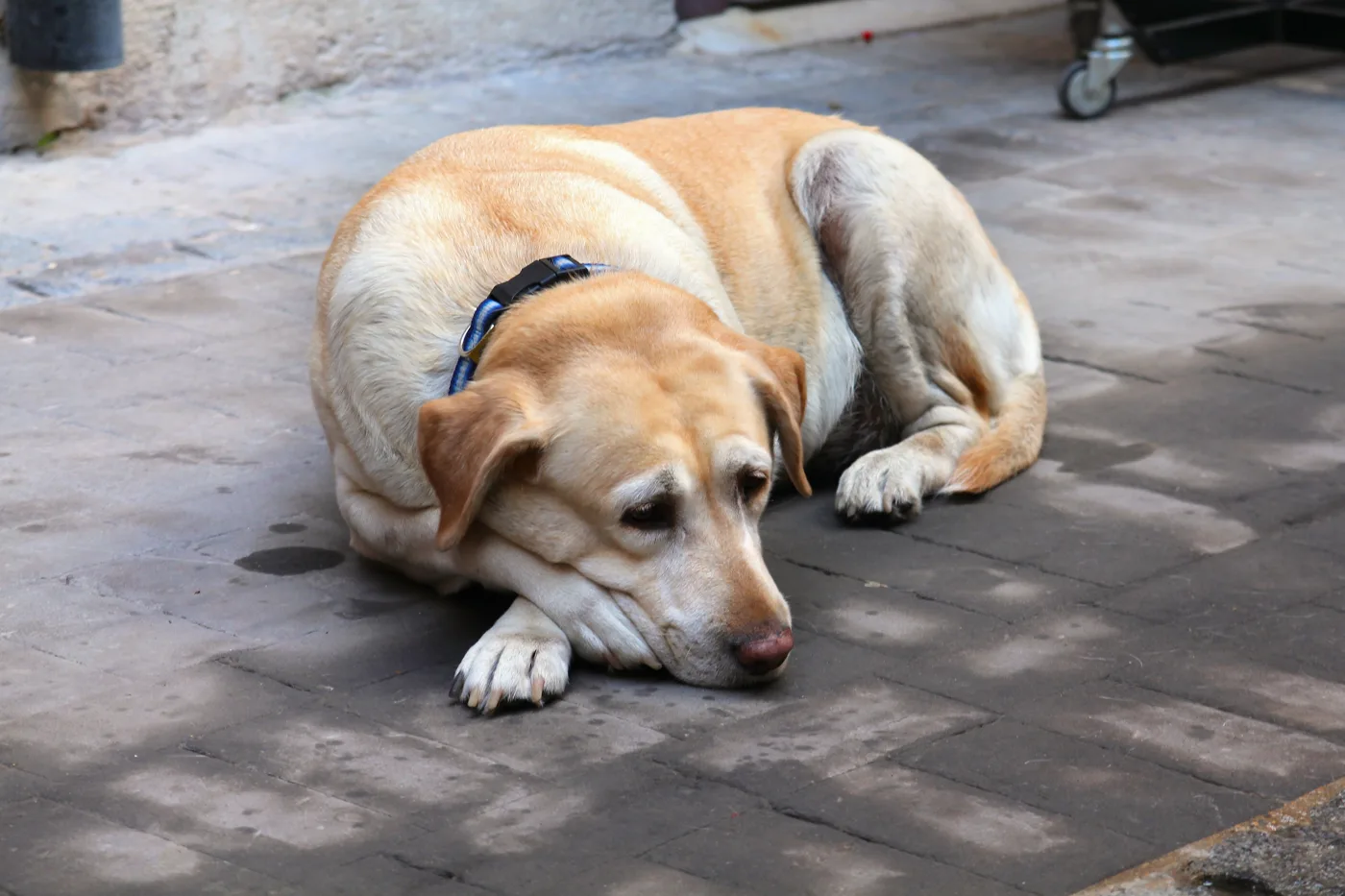 Senior Dog Care: The Signs Owners Report Least Often